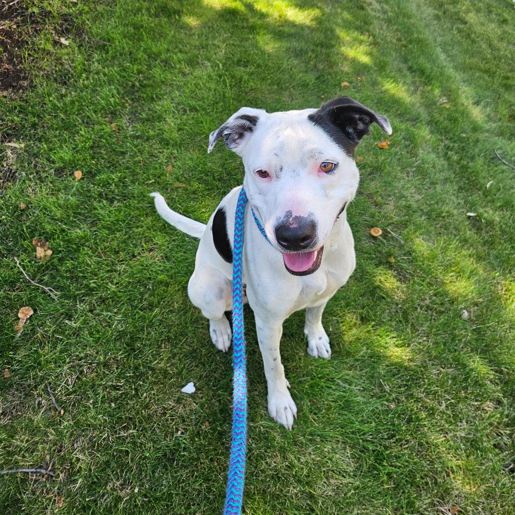 Enlarge Stormy, a Adoptable Mixed Breed in Spokane, WA image 2/6