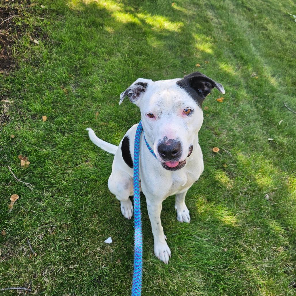 Enlarge Stormy, a Adoptable Mixed Breed in Spokane, WA image 3/6