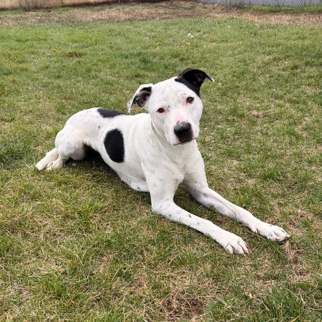 Enlarge Stormy, a Adoptable Mixed Breed in Spokane, WA image 4/6