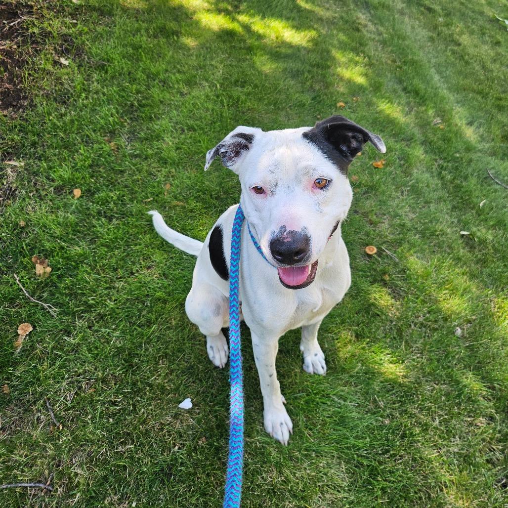 Enlarge Stormy, a Adoptable Mixed Breed in Spokane, WA image 5/6