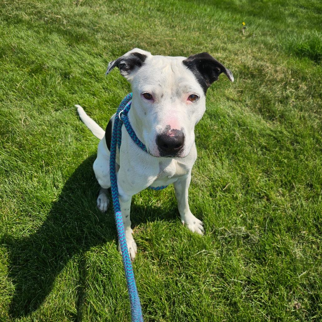 Enlarge Stormy, a Adoptable Mixed Breed in Spokane, WA image 6/6
