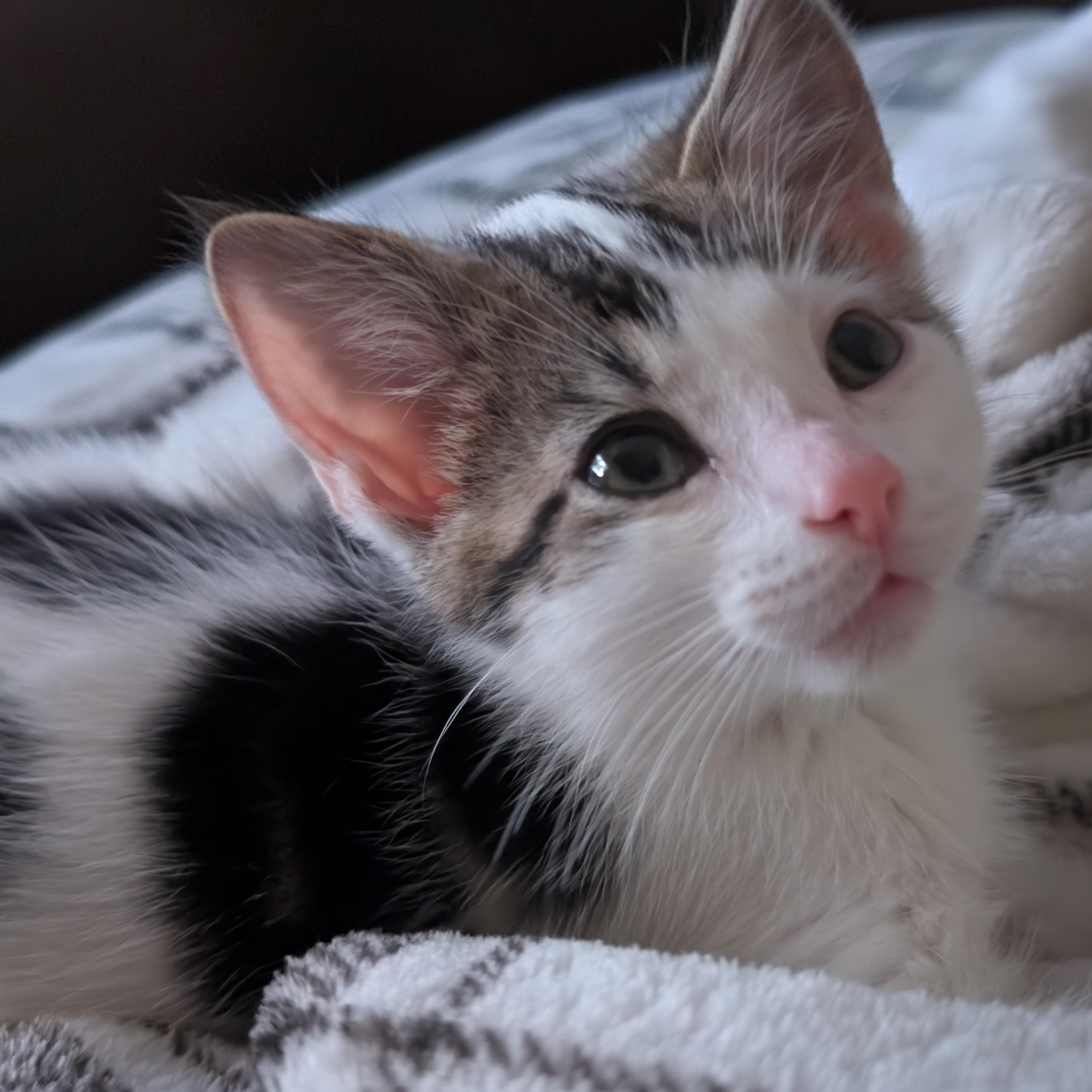 Kit, adopted, Kitten Male Domestic Short Hair.