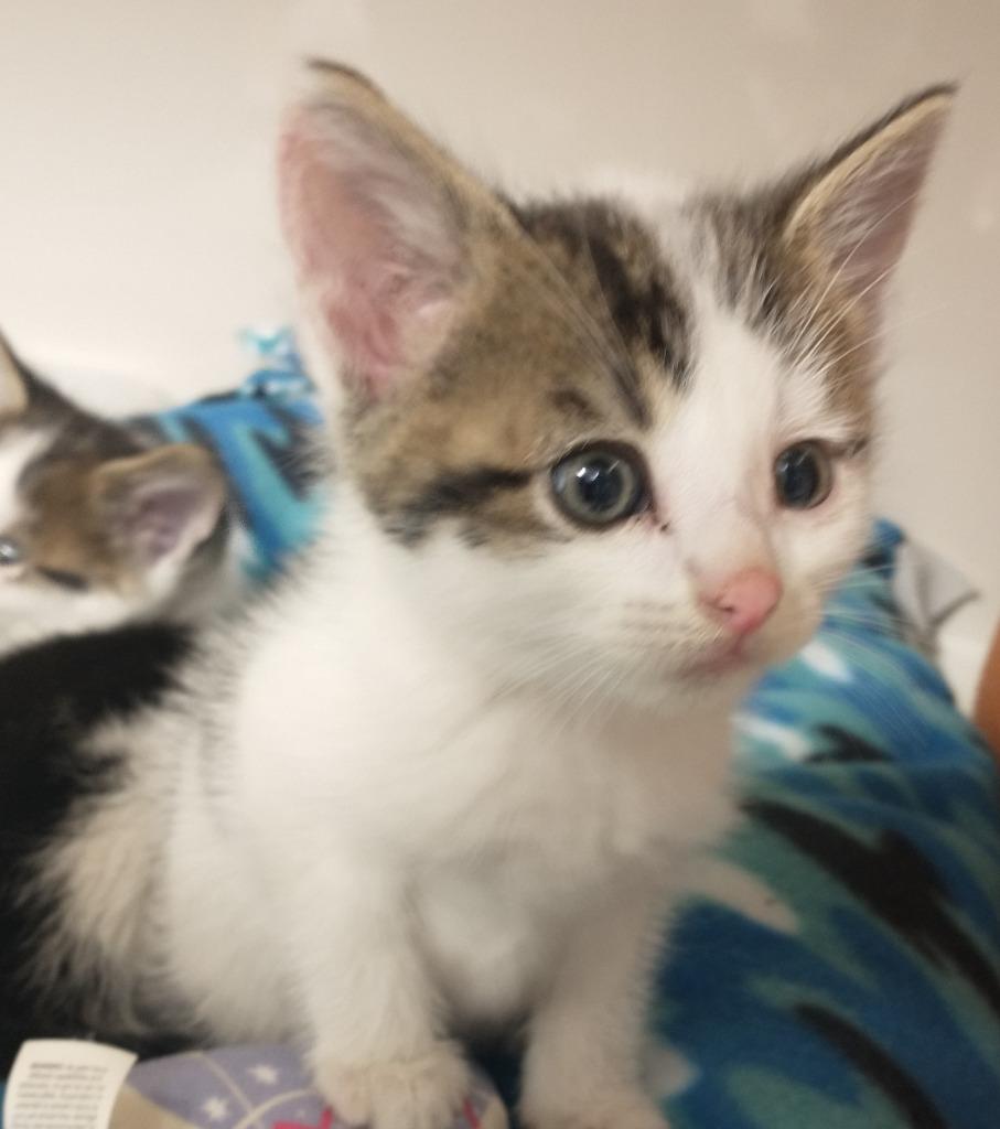 Enlarge Kit, an adopted Domestic Short Hair in Tomah, WI image 2/2