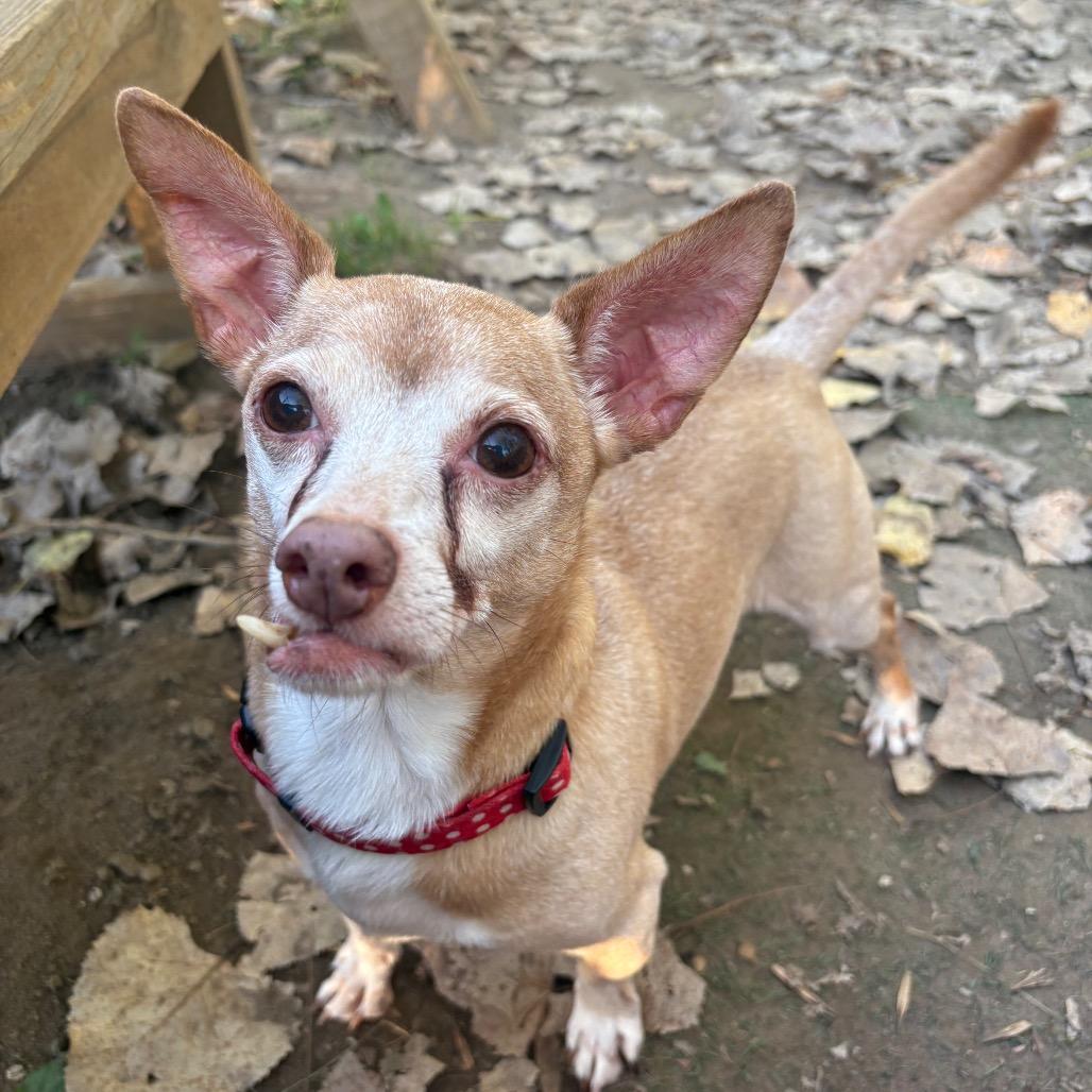 Maximilian-Foster, Adoptable, Senior Male Mixed Breed.