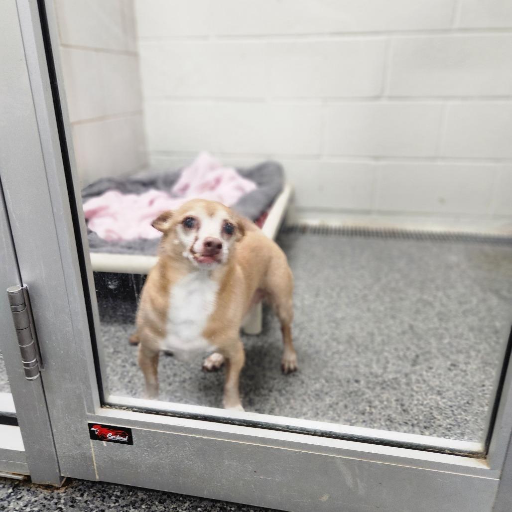 Enlarge Maximilian-Foster, a Adoptable Mixed Breed in Grand Rapids, MI image 2/6