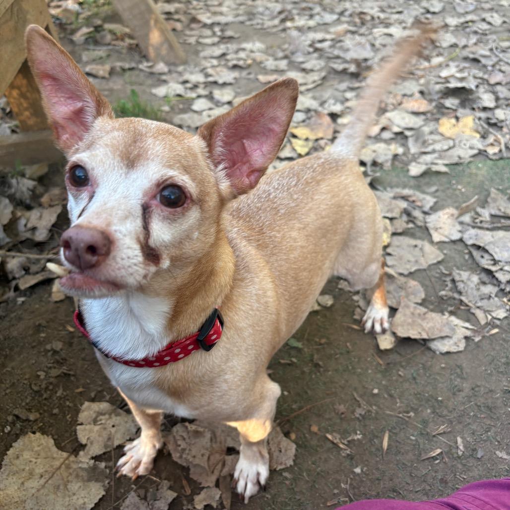 Enlarge Maximilian-Foster, a Adoptable Mixed Breed in Grand Rapids, MI image 3/6