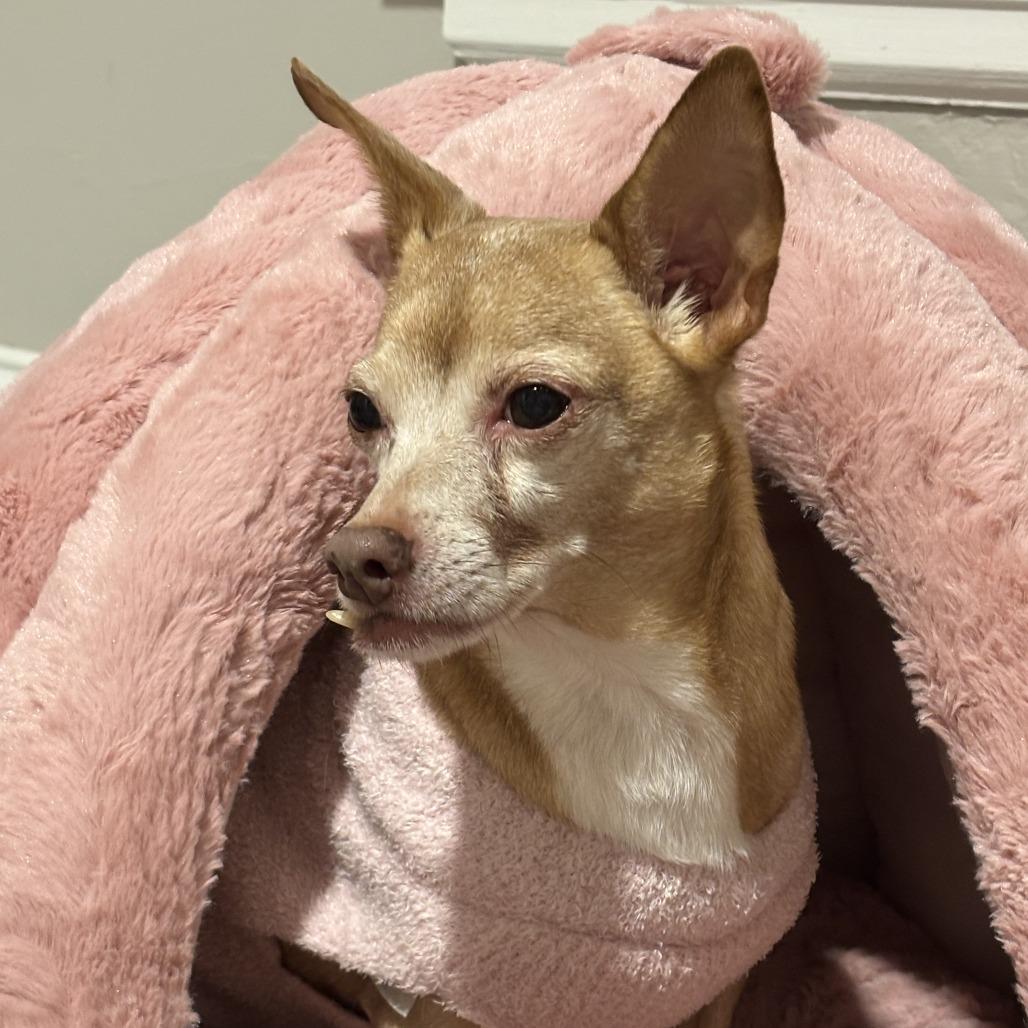 Enlarge Maximilian-Foster, a Adoptable Mixed Breed in Grand Rapids, MI image 4/6