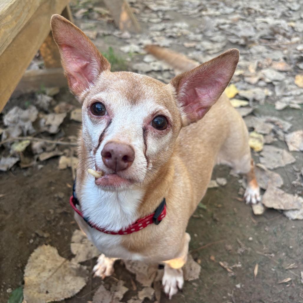 Enlarge Maximilian-Foster, a Adoptable Mixed Breed in Grand Rapids, MI image 5/6