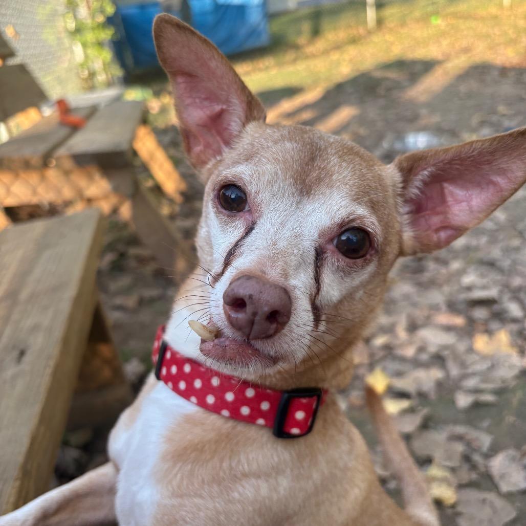 Enlarge Maximilian-Foster, a Adoptable Mixed Breed in Grand Rapids, MI image 6/6