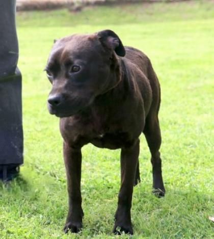 Tallulah, Adoptable, Adult Female Terrier & Mixed Breed.