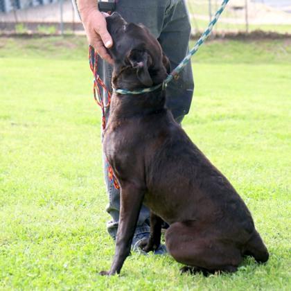 Tallulah, a Adoptable mixed breed in Tyler, TX image 2/2