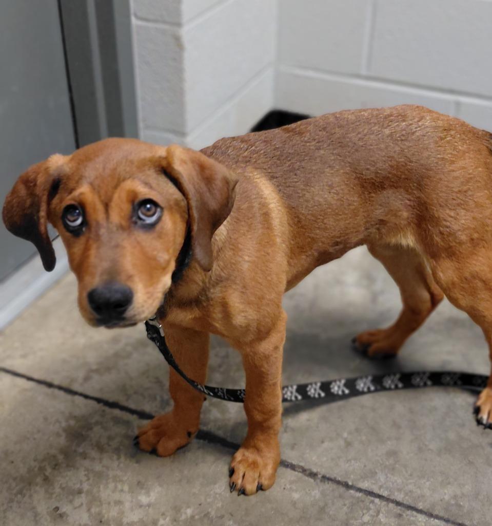 Bauer, Adoptable, Puppy Male Mixed Breed.