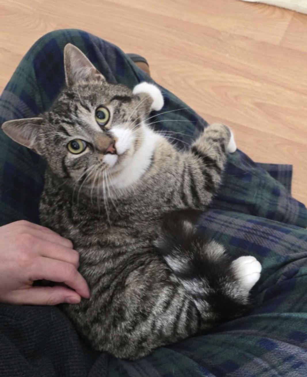 Enlarge Lenny, a Adoptable Tabby in Cuyahoga Falls, OH image 1/2