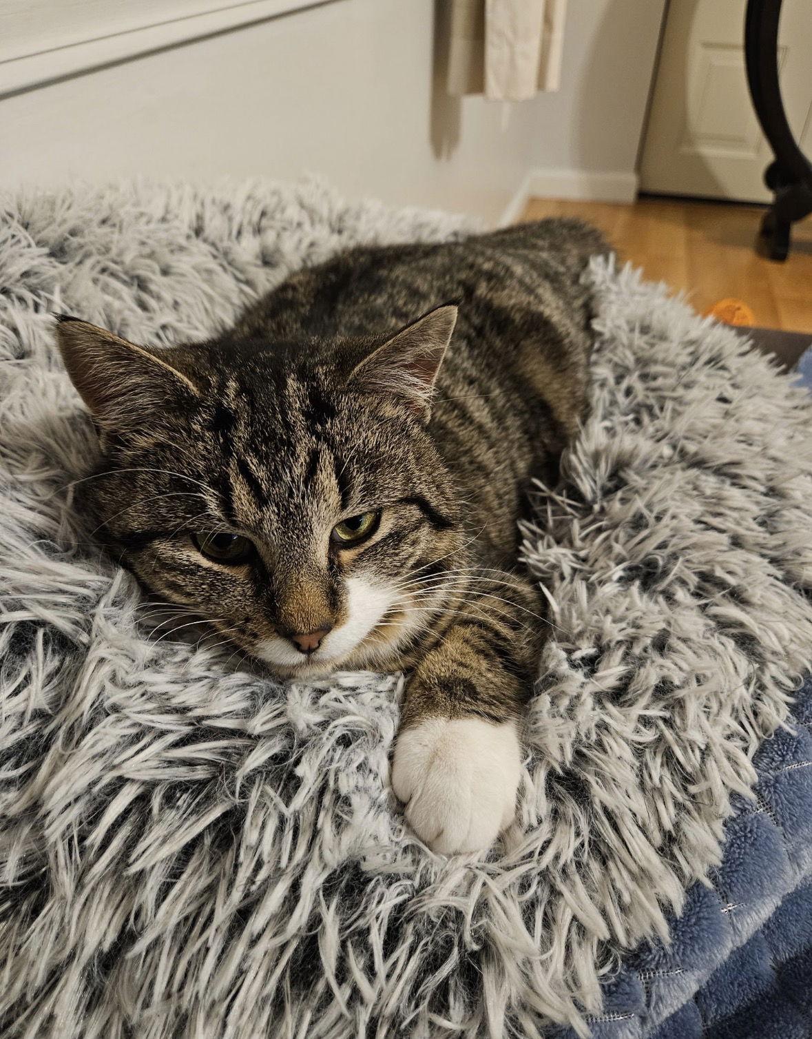 Enlarge Lenny, a Adoptable Tabby in Cuyahoga Falls, OH image 2/2