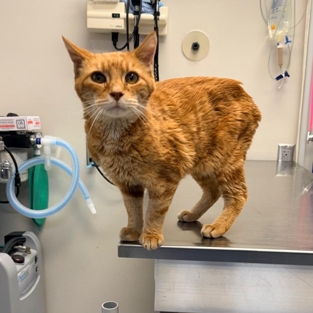 Walter, a Adoptable Domestic Short Hair in Great Falls, MT image 1/3