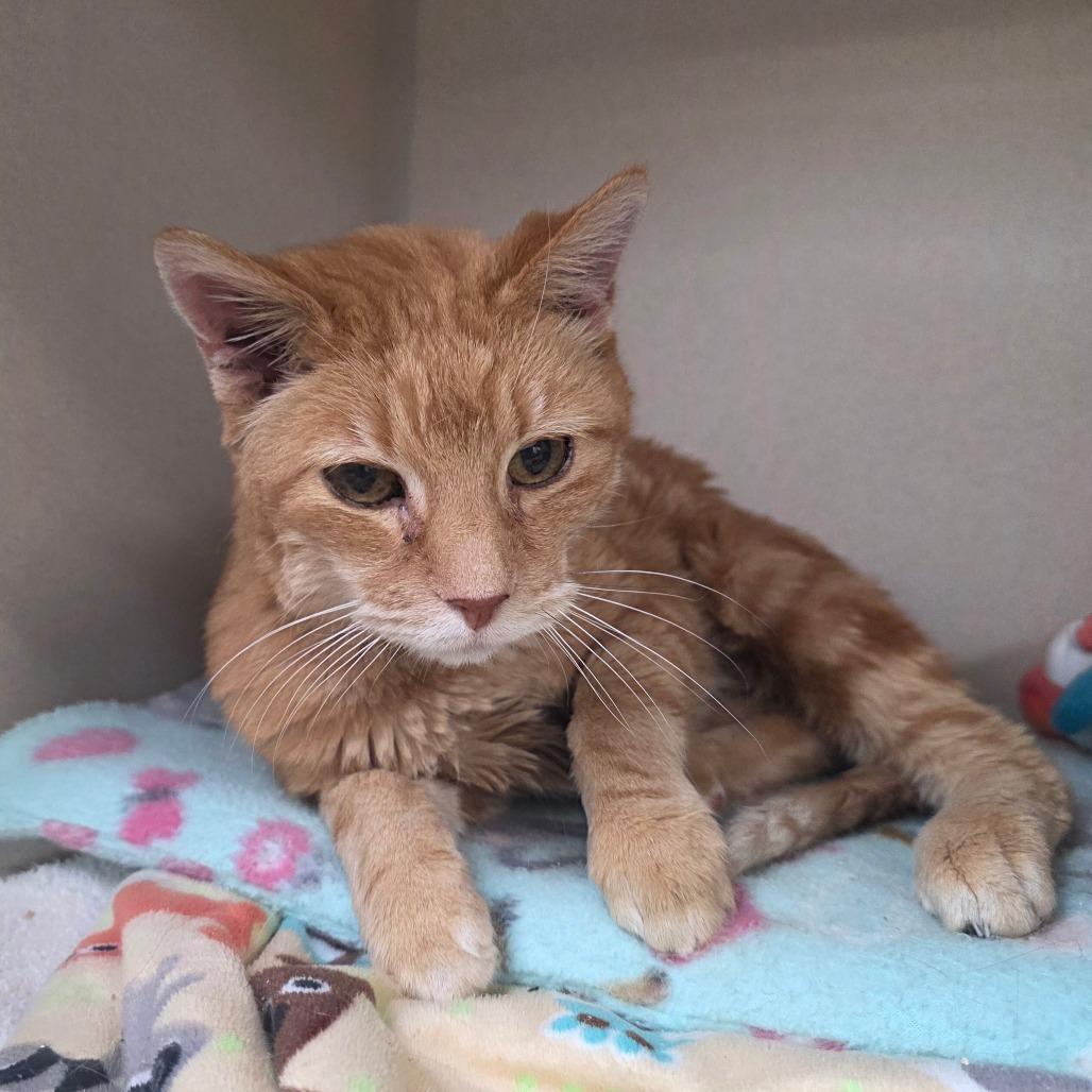 Walter, a Adoptable Domestic Short Hair in Great Falls, MT image 2/3