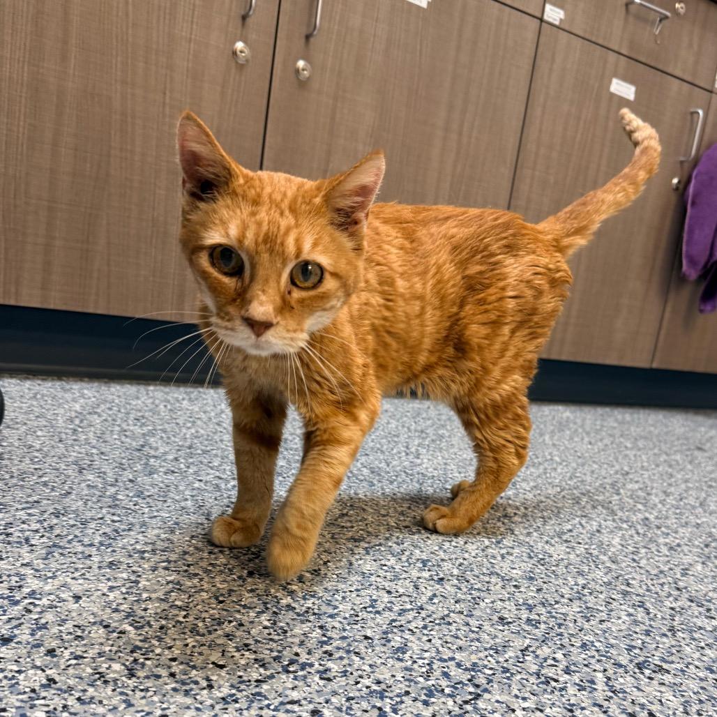 Walter, a Adoptable Domestic Short Hair in Great Falls, MT image 3/3