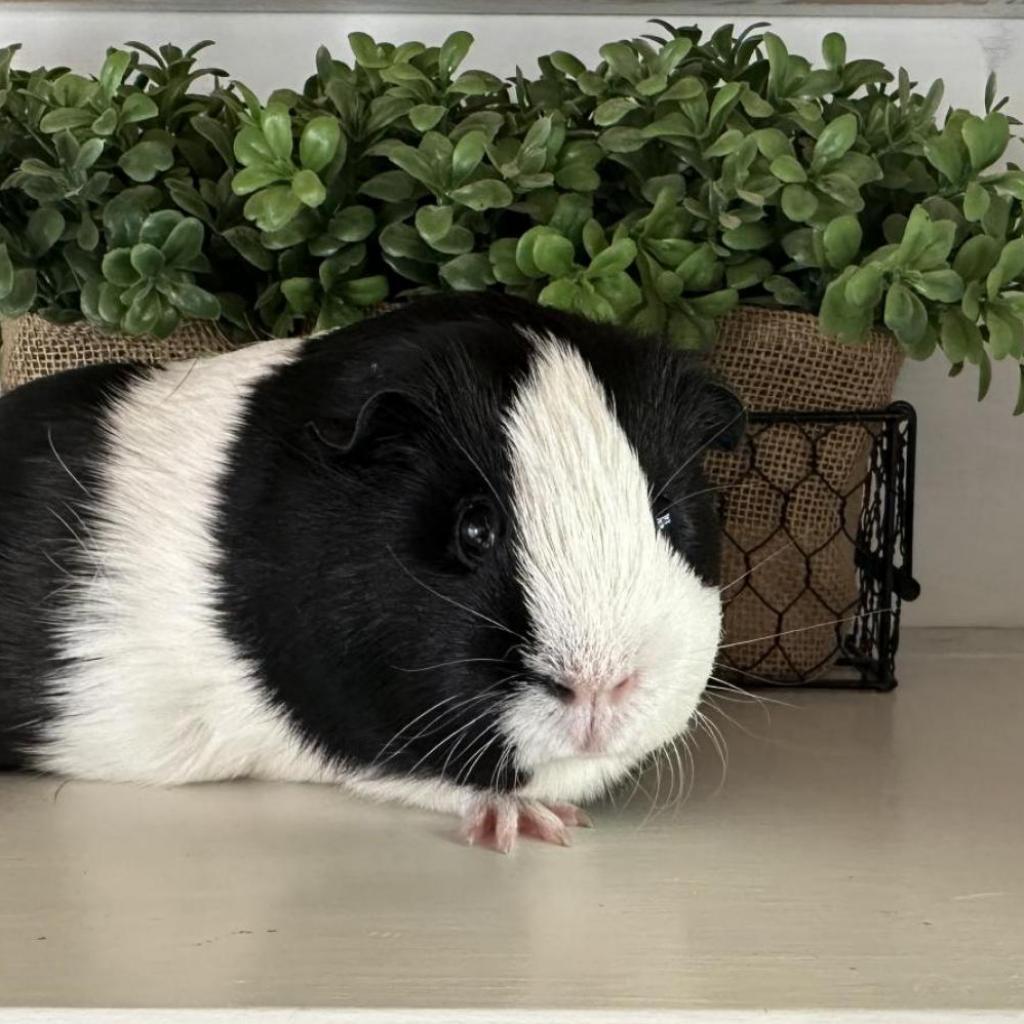 Faith, Adoptable, Adult Female Guinea Pig.