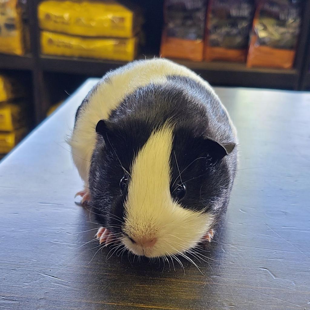 Faith, a Adoptable Guinea Pig in Newberg, OR image 2/5