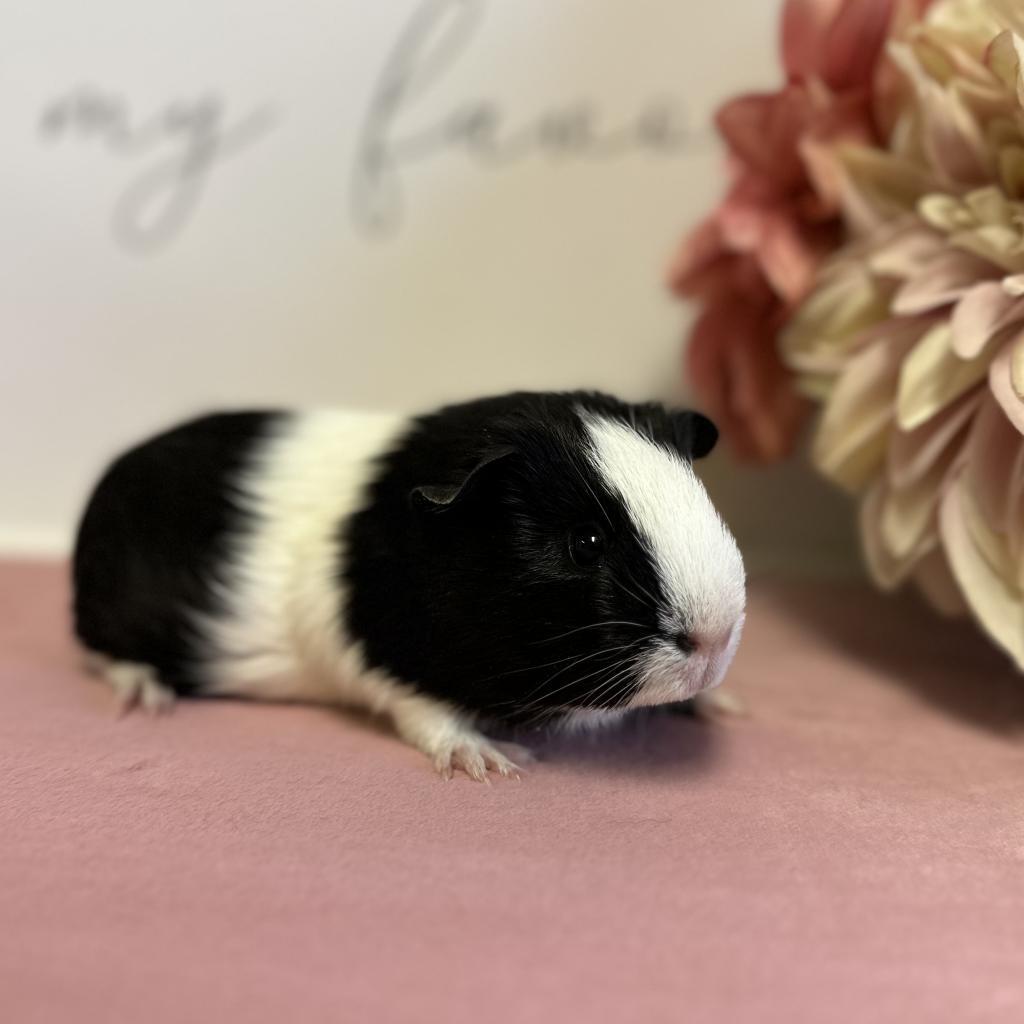 Faith, a Adoptable Guinea Pig in Newberg, OR image 3/5