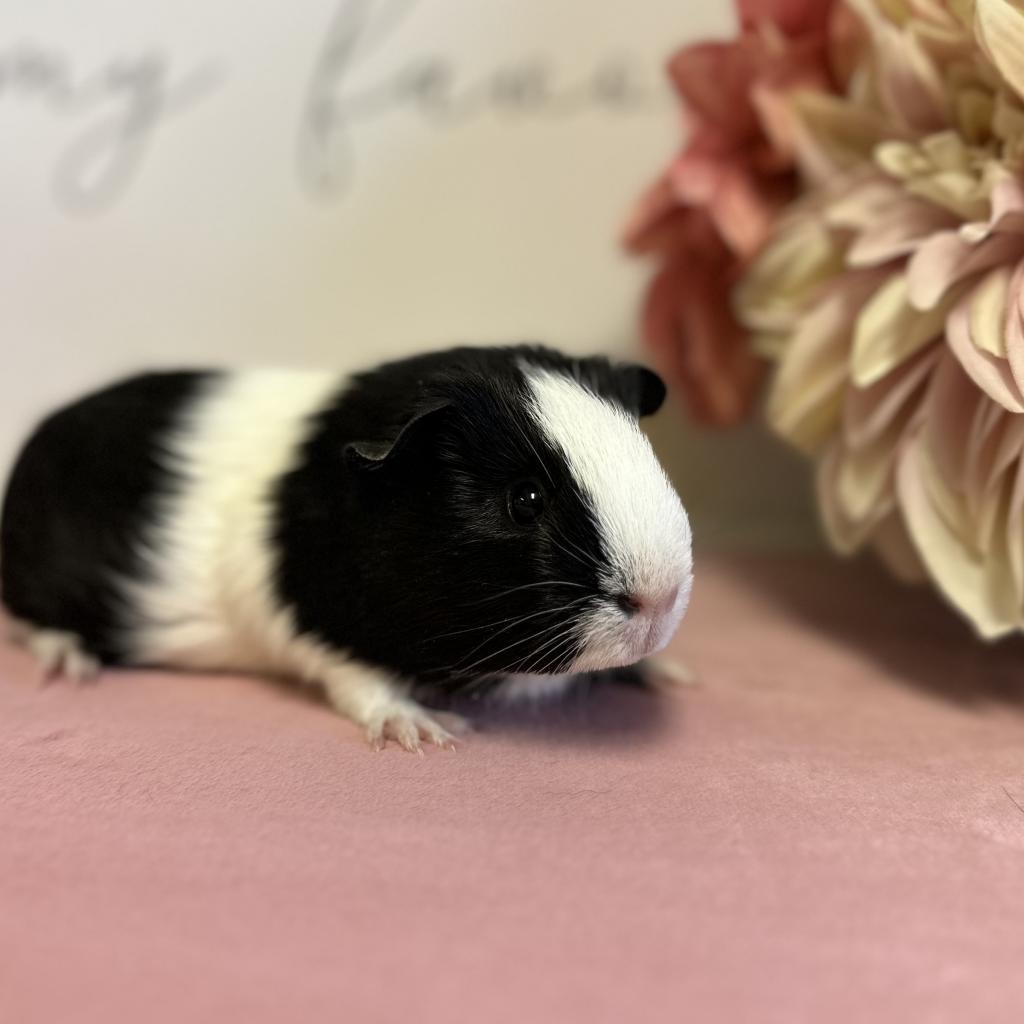 Faith, a Adoptable Guinea Pig in Newberg, OR image 4/5