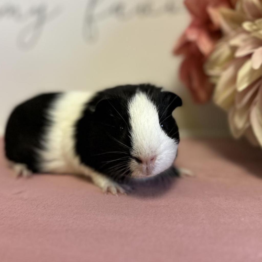 Faith, a Adoptable Guinea Pig in Newberg, OR image 5/5