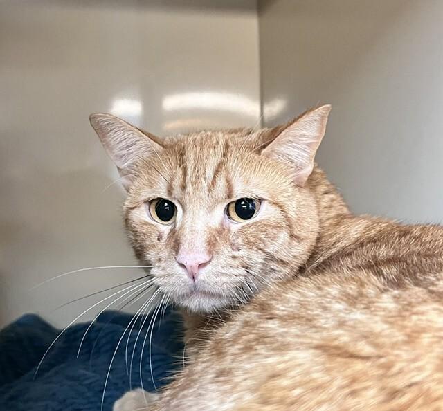 Mr Darcy, a Adoptable Domestic Short Hair in Arlington, WA image 1/4