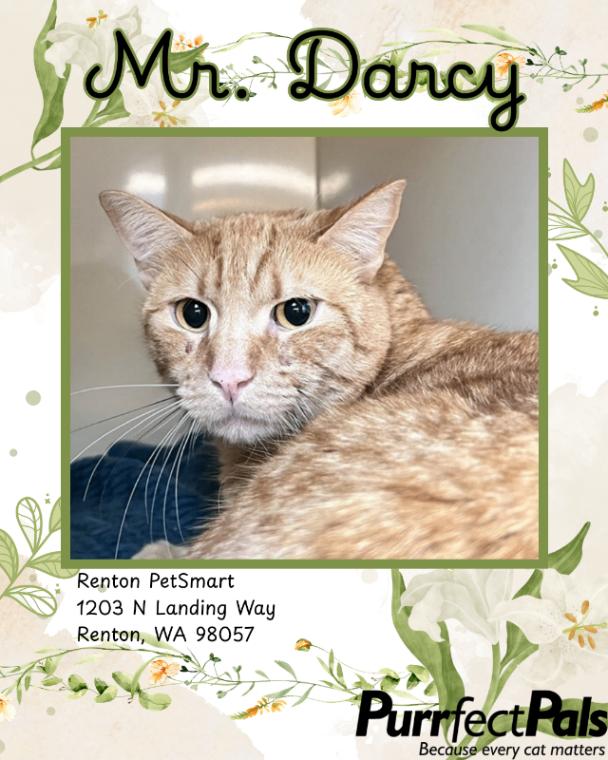 Mr Darcy, a Adoptable Domestic Short Hair in Arlington, WA image 2/4