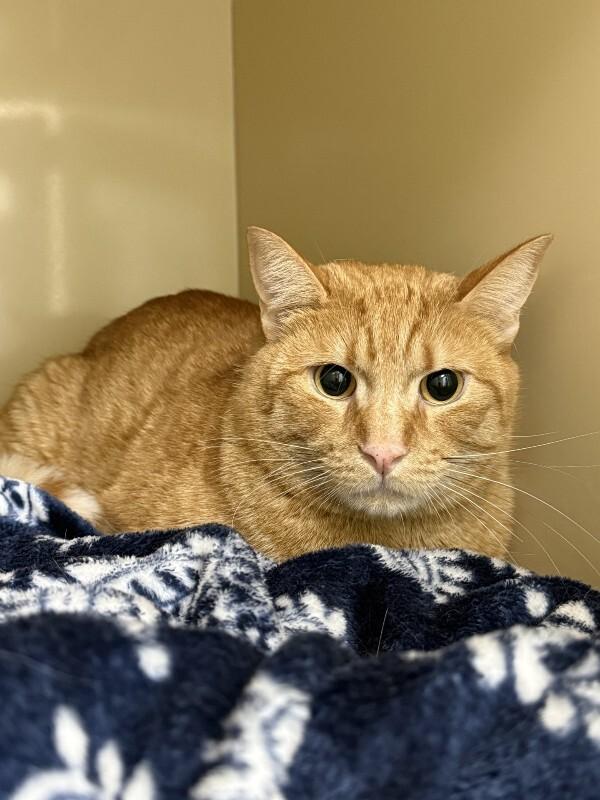 Mr Darcy, a Adoptable Domestic Short Hair in Arlington, WA image 3/4