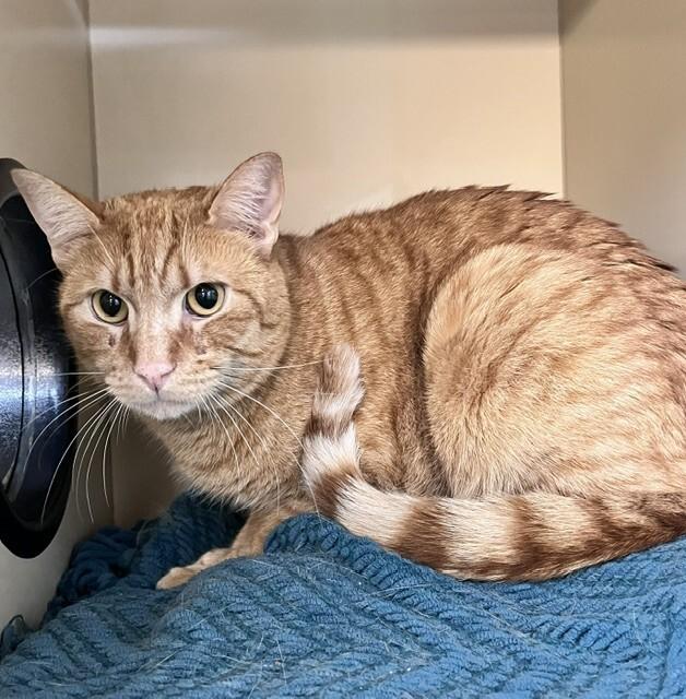 Mr Darcy, a Adoptable Domestic Short Hair in Arlington, WA image 4/4
