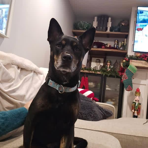 Molly BoBolly, a ADOPTABLE Mixed Breed in Ankeny, IA image 1/3