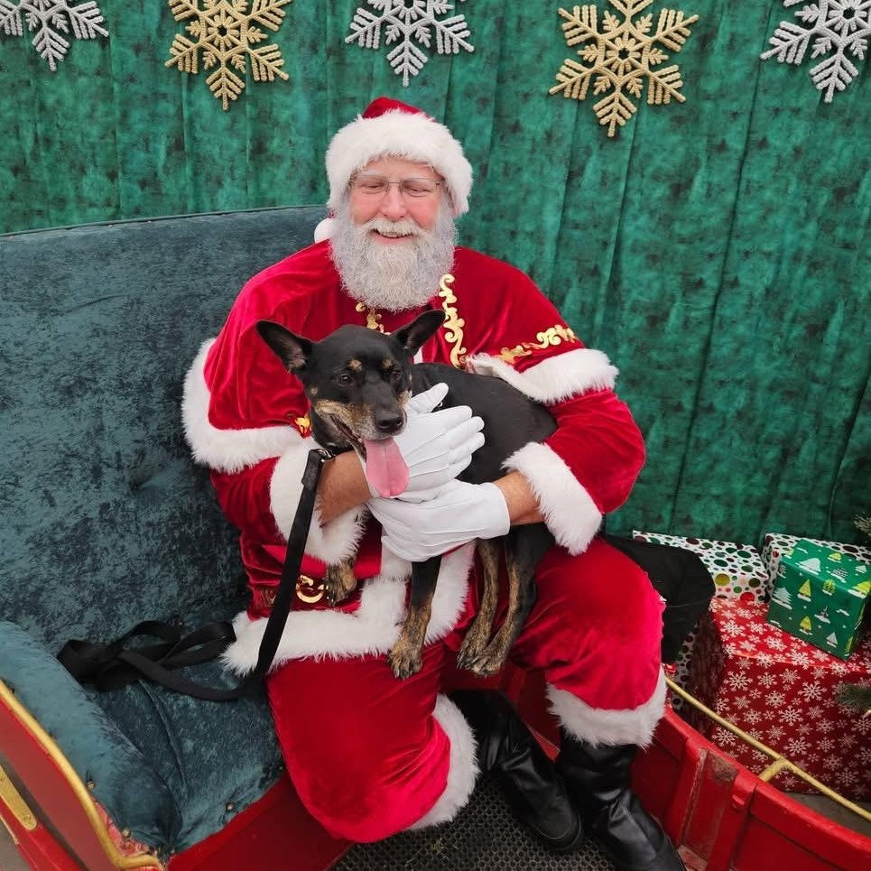 Molly BoBolly, ADOPTABLE, Adult Female Mixed Breed.