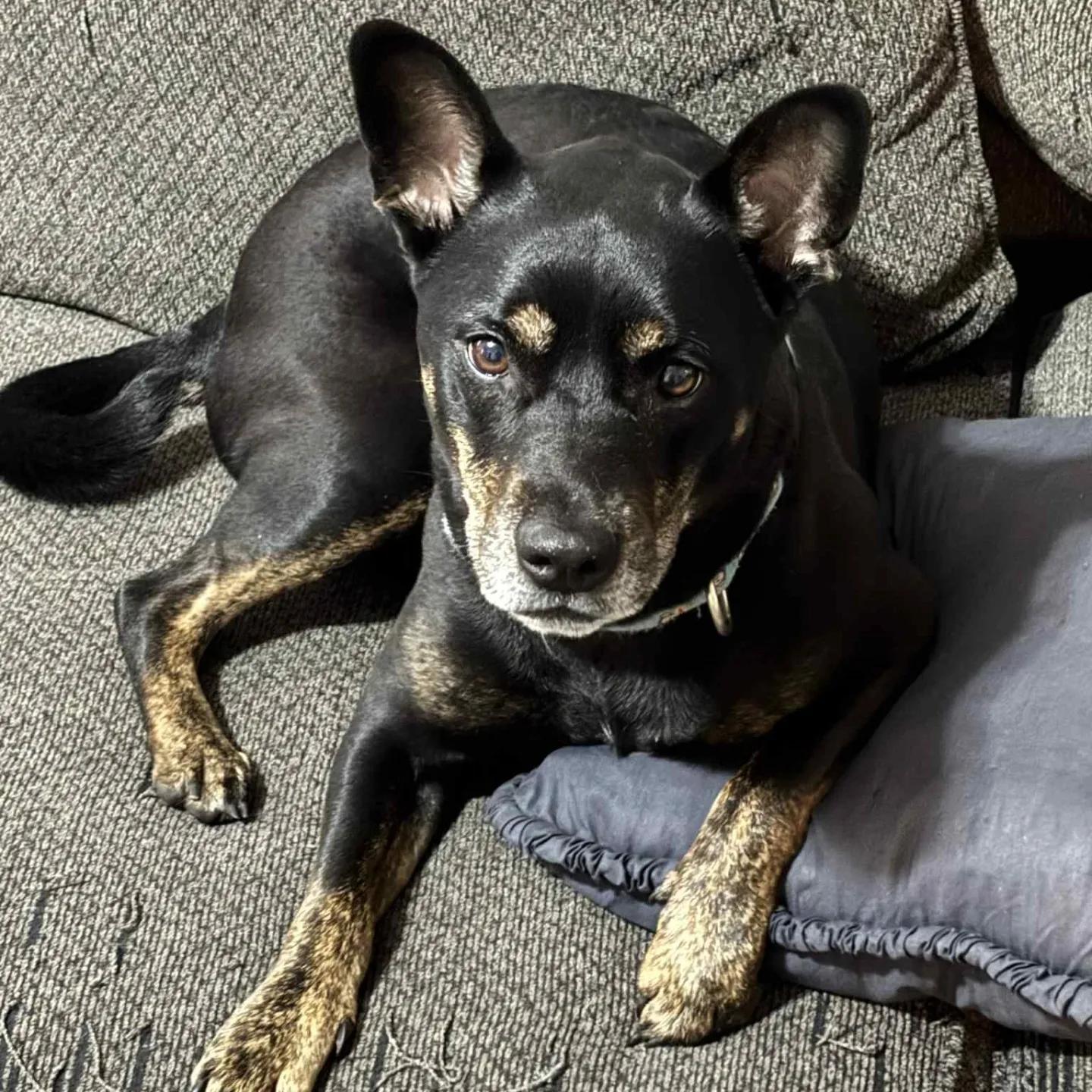 Molly BoBolly, a ADOPTABLE Mixed Breed in Ankeny, IA image 3/3