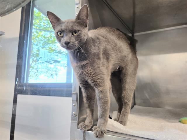 Enlarge SAVANAH, a Adoptable Domestic Short Hair in Panama City, FL image 1/1