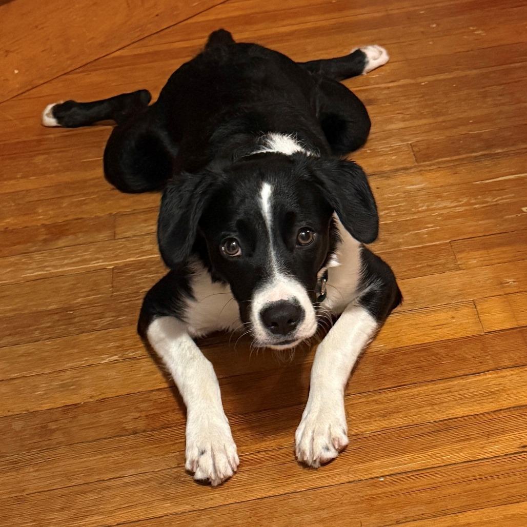 CT Rigatoni (Courtesy post in Stamford), Adoptable, Young Male Border Collie & Labrador Retriever.