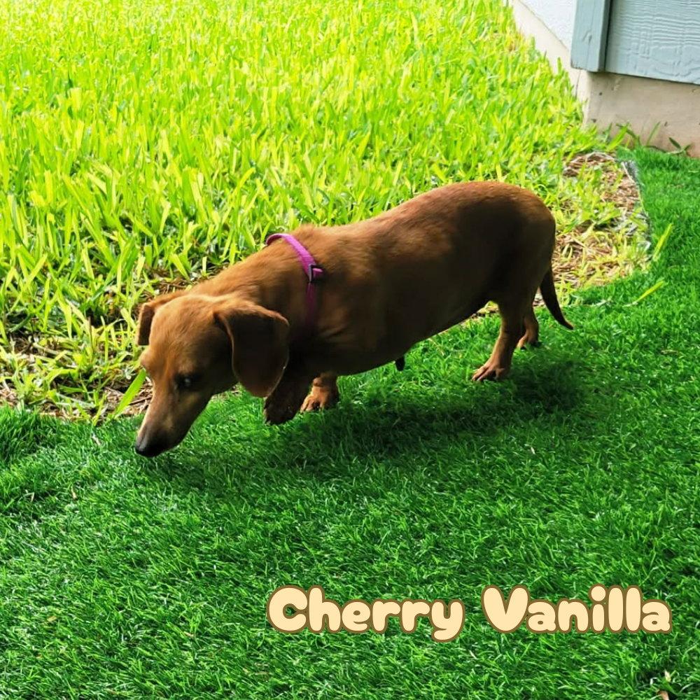 Cherry Vanilla, a Adoptable Dachshund in San Antonio, TX image 1/3