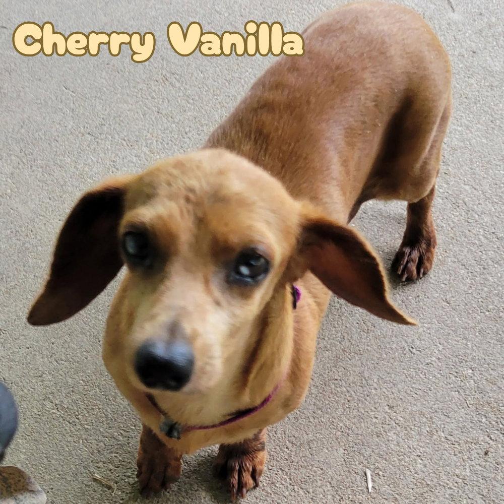 Cherry Vanilla, a Adoptable Dachshund in San Antonio, TX image 2/3