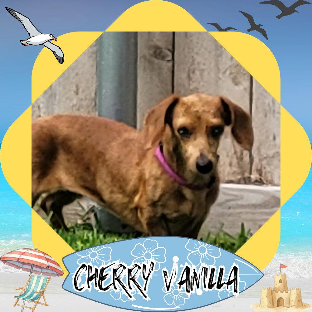 Cherry Vanilla, a Adoptable Dachshund in San Antonio, TX image 3/3