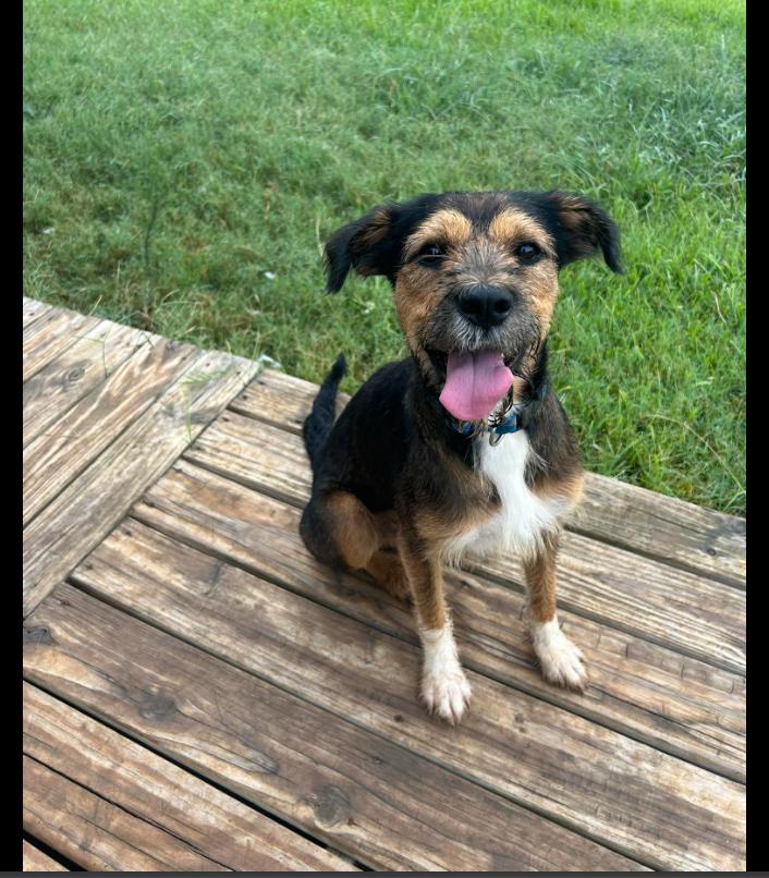 Enlarge McGraw, a Adoptable Mixed Breed in Granbury, TX image 1/1