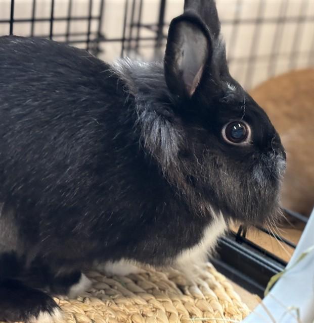 Enlarge SUNLIGHT, a Adoptable Lionhead in Dedham, MA image 1/1