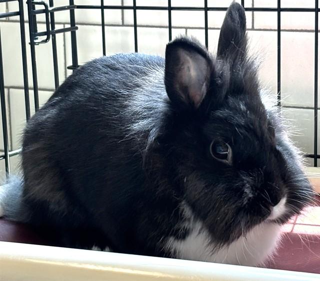 Enlarge SUNLIGHT, a Adoptable Lionhead in Dedham, MA image 1/1