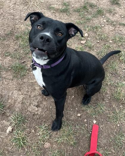 Cricket, Adoptable, Puppy Male Mixed Breed & Mixed Breed.