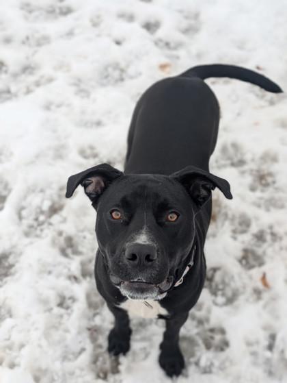 Cricket, a Adoptable Mixed Breed in Neenah, WI image 1/3