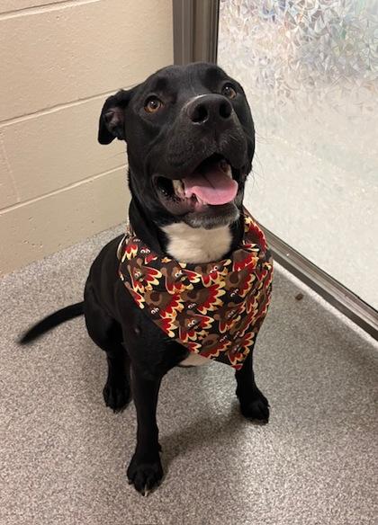 Cricket, Adoptable, Puppy Male Mixed Breed & Mixed Breed.