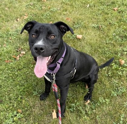 Cricket, a Adoptable Mixed Breed in Neenah, WI image 3/3