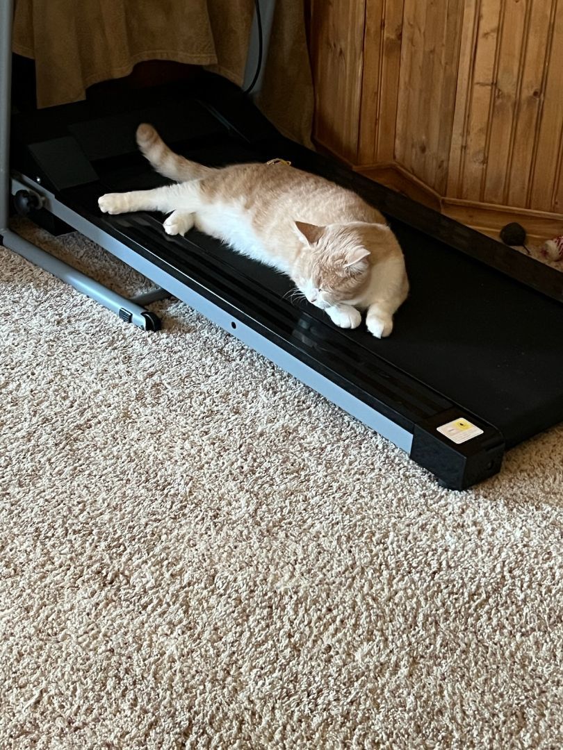 Yoda, a Adoptable Tuxedo in Mansfield, PA image 1/5