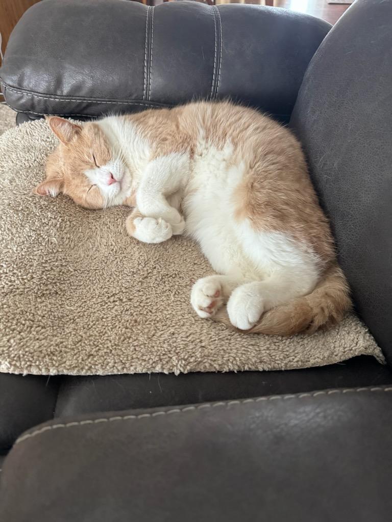 Yoda, a Adoptable Tuxedo in Mansfield, PA image 2/5