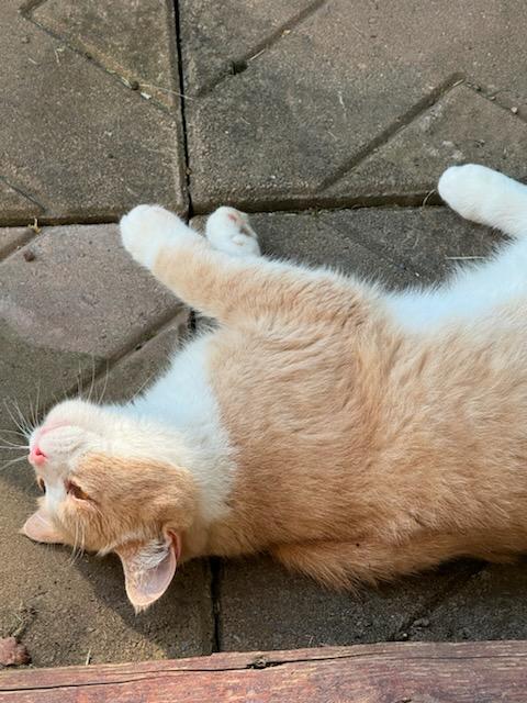 Yoda, a Adoptable Tuxedo in Mansfield, PA image 3/5