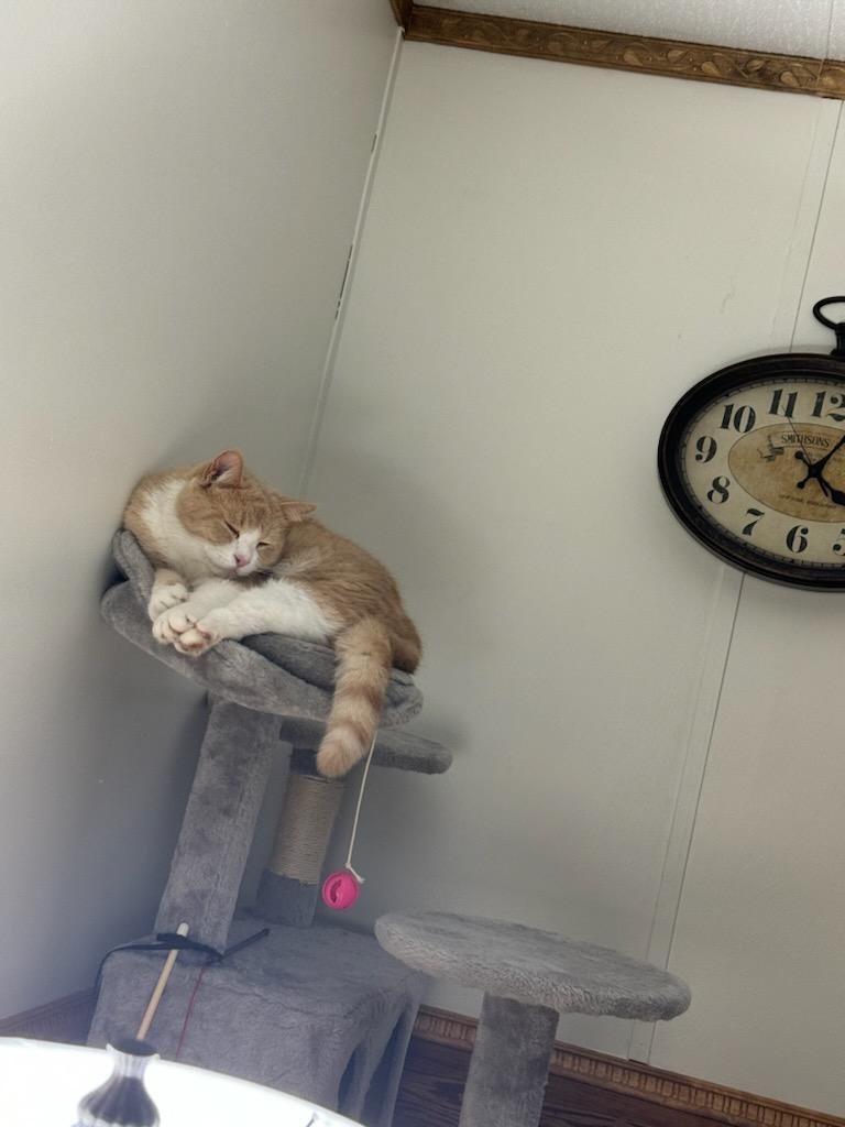 Yoda, a Adoptable Tuxedo in Mansfield, PA image 5/5