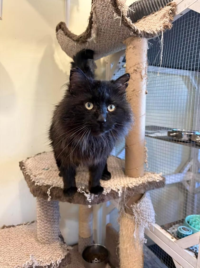 Void, ADOPTABLE, Young Male Domestic Long Hair.